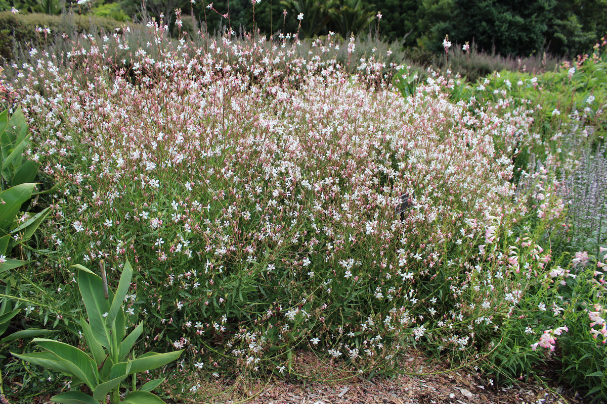 Gaura Whirling Butterflies(2).jpg